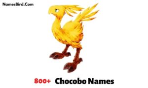 Chocobo Names