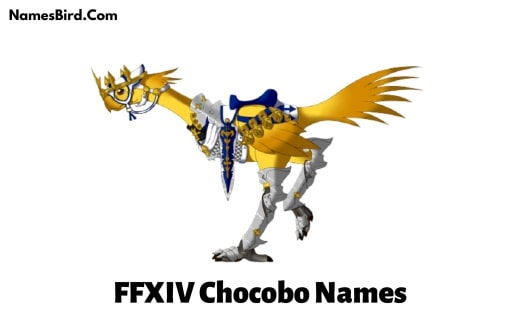FFXIV Chocobo Names